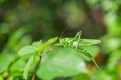 Green grasshopper 写真素材