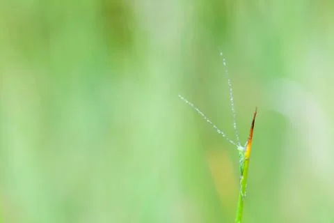 An green grasshopper Stock Photos