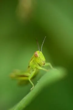 Green Grasshopper 스톡 사진