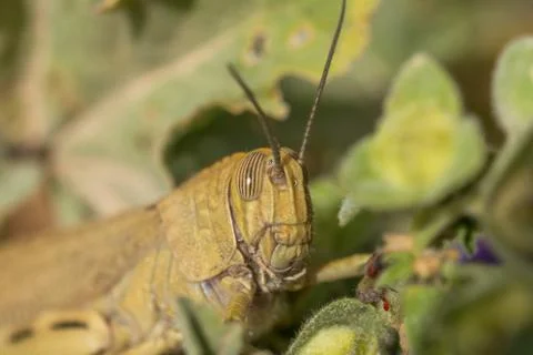 Green Grasshopper Stock Photos