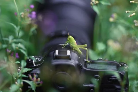 Green grasshopper Stock Photos