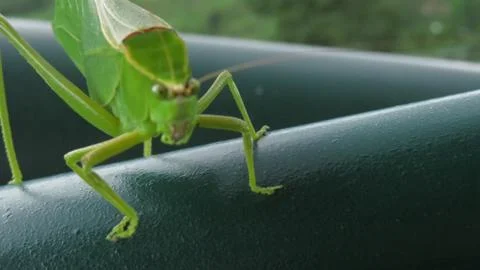 Green Grasshopper Stock Photos