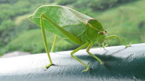 Green Grasshopper Stock Photos