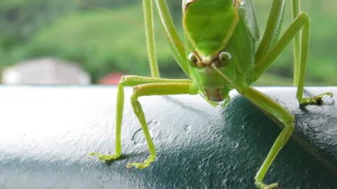 Green Grasshopper Fotos Stock