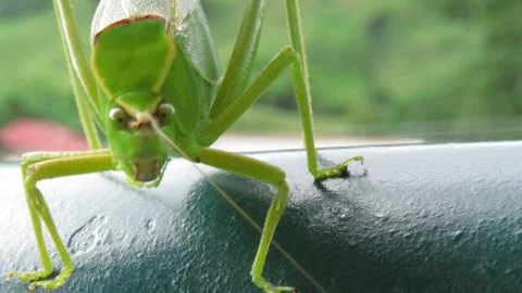 Green Grasshopper Stock Photos