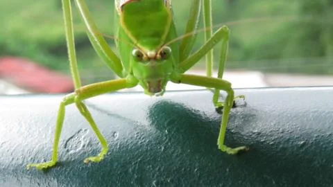Green Grasshopper Stock Photos