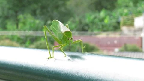 Green Grasshopper Stock Photos