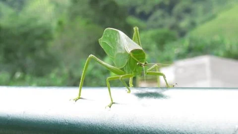 Green Grasshopper Stock Photos