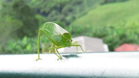 Green Grasshopper Stock Photos