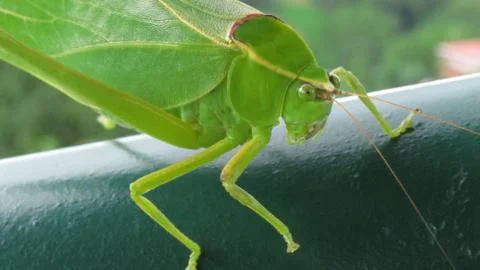 Green Grasshopper Fotos Stock
