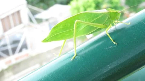 Green Grasshopper Stock Photos