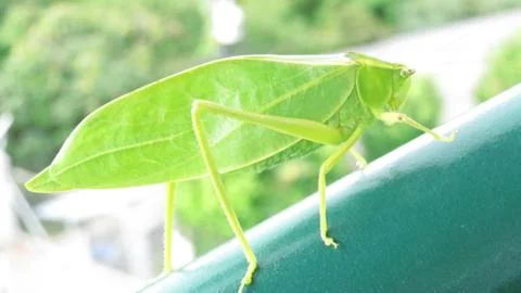 Green Grasshopper Fotos Stock