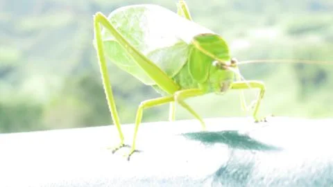 Green Grasshopper Stock Photos