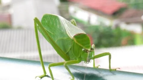 Green Grasshopper Stock Photos