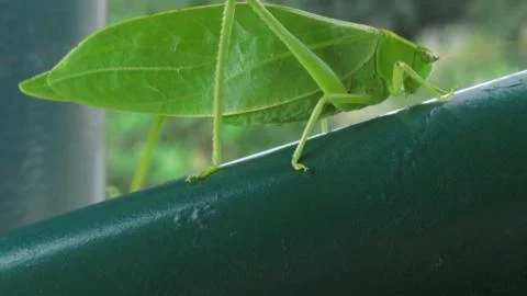 Green Grasshopper Fotos Stock