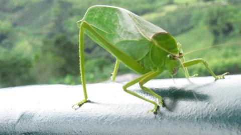 Green Grasshopper Stock Photos