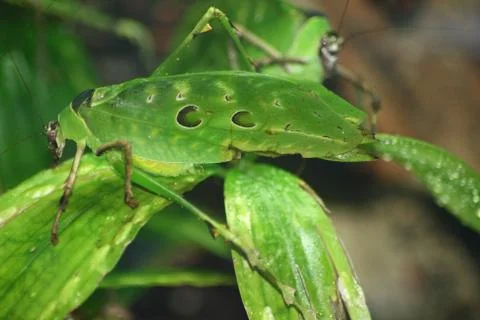 Green grasshopper Stock Photos