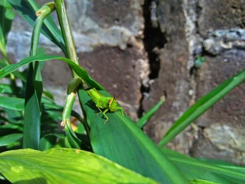 Green Grasshopper Stock Photos