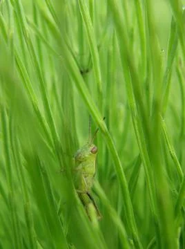 Green Grasshopper Stock Photos