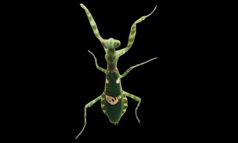 Green grasshopper Stock Photos