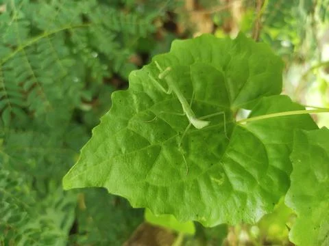 Green grasshopper Stock Photos