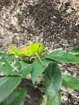 Green grasshopper Foto stock