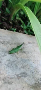 Green grasshopper Foto stock
