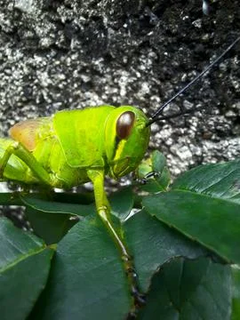 Green grasshopper Stock Photos