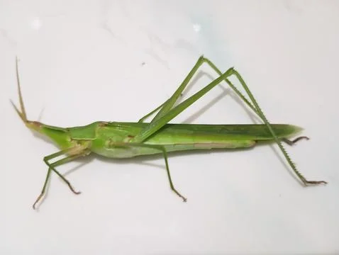 The green grasshopper Stock Photos