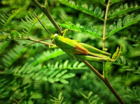 Green grasshopper Stock Photos