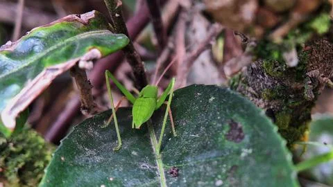 Green grasshopper Stock Photos