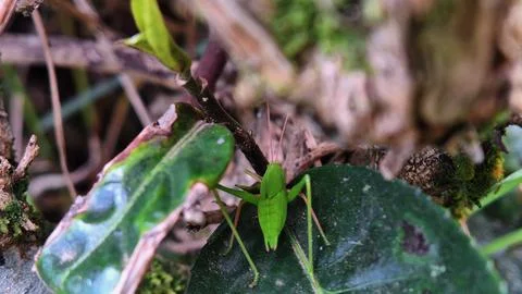 Green grasshopper Stock Photos
