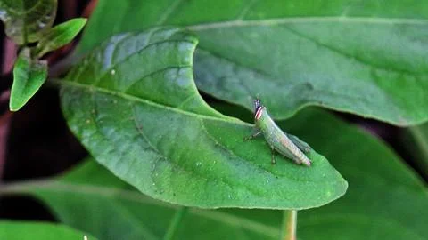 Green grasshopper Stock Photos