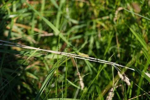 A green grasshopper 스톡 사진
