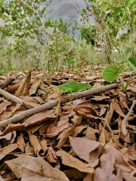 Green grasshopper posing on branches on dry autumn leaves Stock Photos