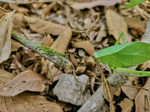 Green grasshopper posing on branches on dry autumn leaves Stock Photos