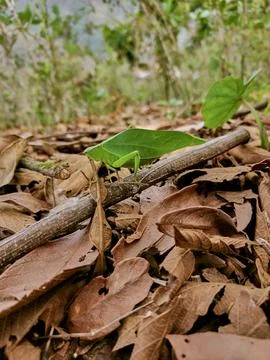 Green grasshopper posing on branches on dry autumn leaves Stock Photos