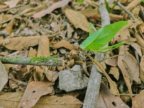 Green grasshopper posing on branches on dry autumn leaves Stock Photos