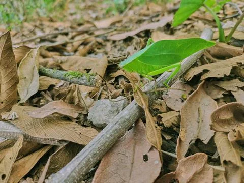 Green grasshopper posing on branches on dry autumn leaves Stock Photos