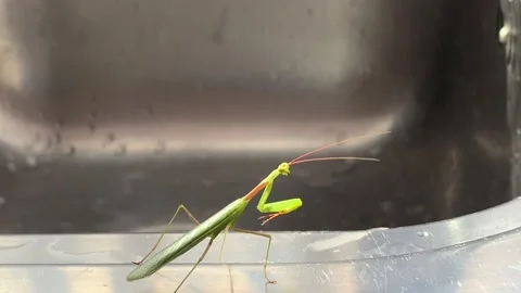 Green grasshopper posing Video stock 174165274