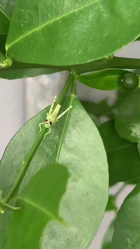Green grasshopper posing on an orange leaf blown by the gentle breeze Stock Footage 276711241