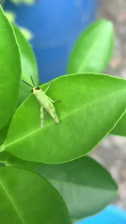 Green grasshopper posing on an orange leaf blown by the gentle breeze Stock Footage 276711243