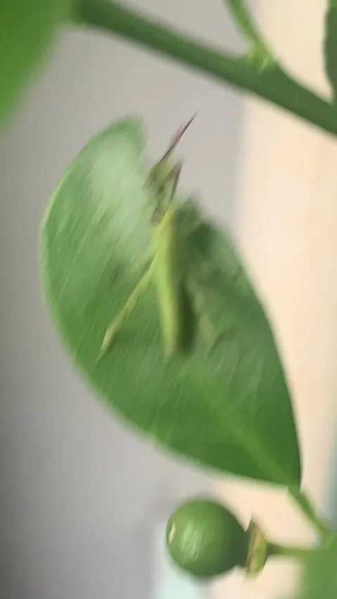 Green grasshopper posing on an orange leaf blown by the gentle breeze. Stock Footage 276711637