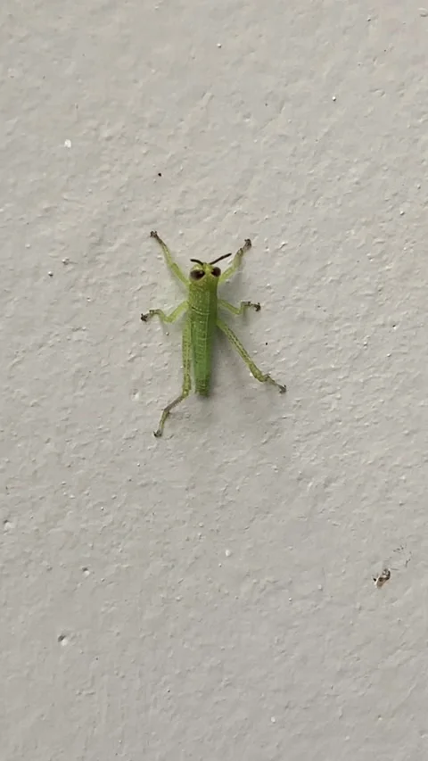 Green grasshopper posing on a white wall Stock Footage 276711695