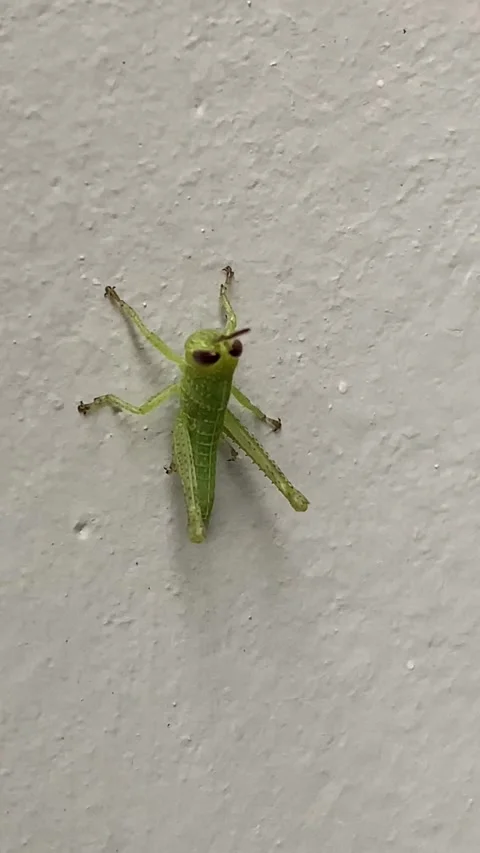 Green grasshopper posing on a white wall Stock Footage 276711787