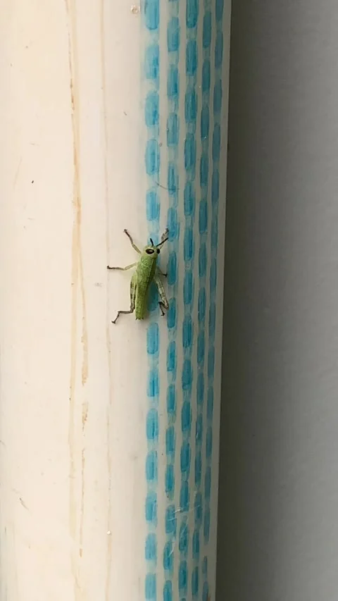 Green grasshopper posing on a white water pipe. Stock Footage 276711593