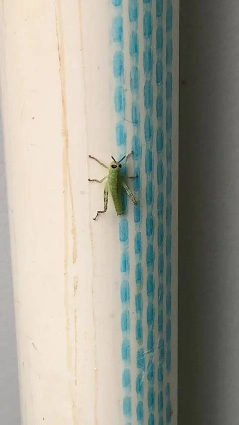 Green grasshopper posing on a white water pipe. Stock Footage 276711624