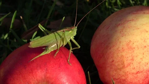 Green grasshopper on red apple in garden on grass Stock Footage 80793037