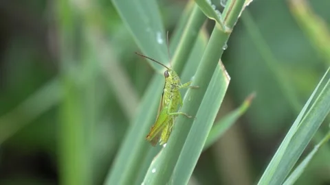 Green Grasshopper Resting on a Grass Blade in 4K Slow Motion Stock Footage 341581097