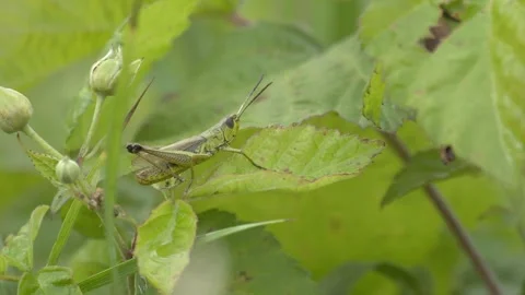 Green Grasshopper Resting on a Leaf in 4K Slow Motion Stock Footage 341588901